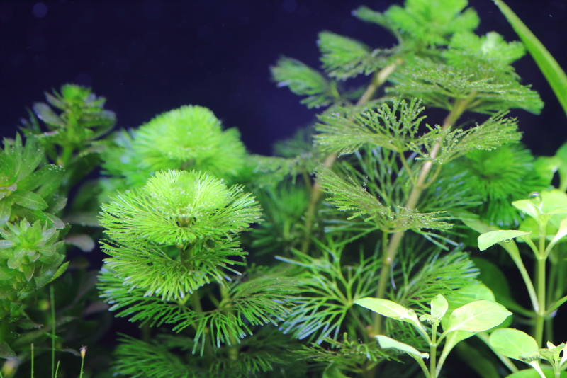 植栽から3日目　カボンバ